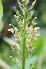 Galangal flowers are beautiful natural color.