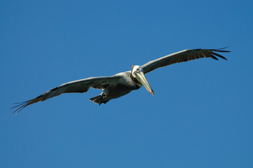 Flying Pelican