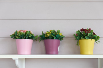 Colorful flower pots on the white wall, home decoration.