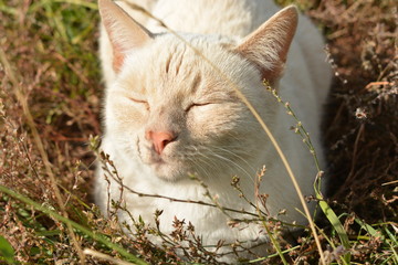Naklejka na ściany i meble Cat in the grass