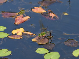 Eiablage einer Libelle - Dragonfly lay eggs 