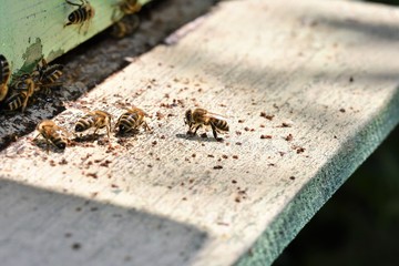 flying bee in the beehive