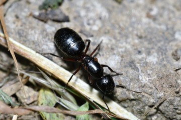big black forest ant