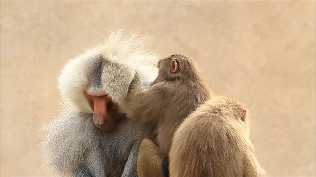 Baboons taking care of each other, Papio hamadryas

