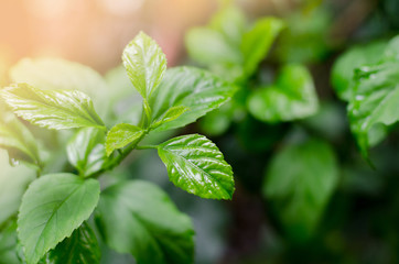 Green leave on nature background.