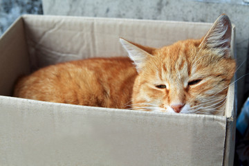 stray cat with unhappy face. alley red cat sleeping  in paper box outdoors, close-up portrait.