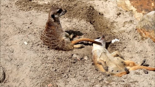funny Meerkat in a wildlife park, Suricata suricatta
