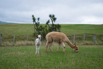 Alpaca, New Zealand