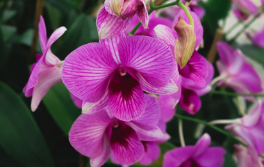 Big pink orchid flowers with green leaf in the garden