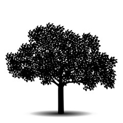 silhouette detached tree with leaves