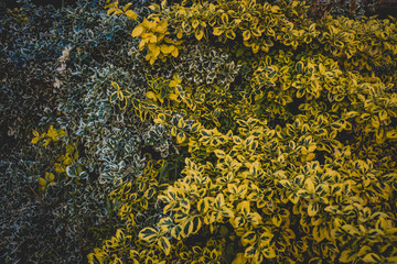 Leafs ornament. Yellow and green leafs.