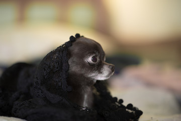 Miniature Chihuahua Dog is sitting under the blask scarf © Mak