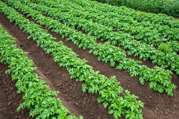 Fototapeta na wymiar Rows of young potato plants on the field