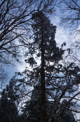 Trees with snow in Mount Kongo.