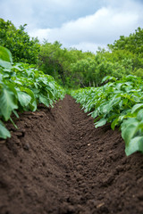 Rows of young potato plants on the field