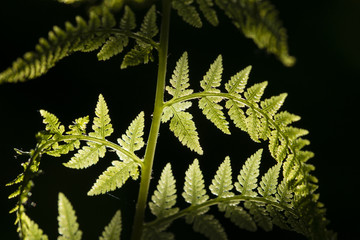 Detail of fern leaves