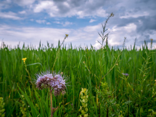 Blume im Feld