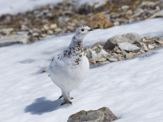 春のライチョウ雌(Rock Ptarmigan)