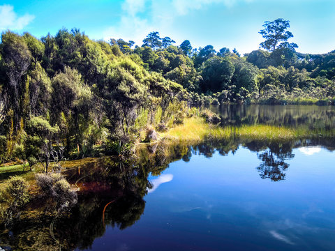Lake Wilkie in the Catlins, Rainforest