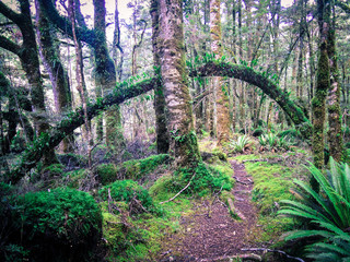 Idyllic mossy footpath in the Catlins, New Zealand
