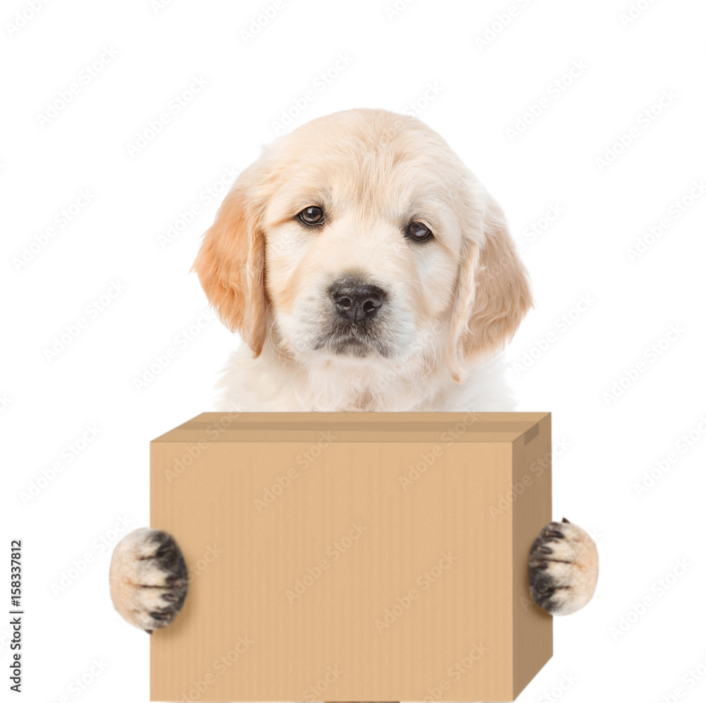 Poster golden retriever puppy delivering a big package. isolated on white background
