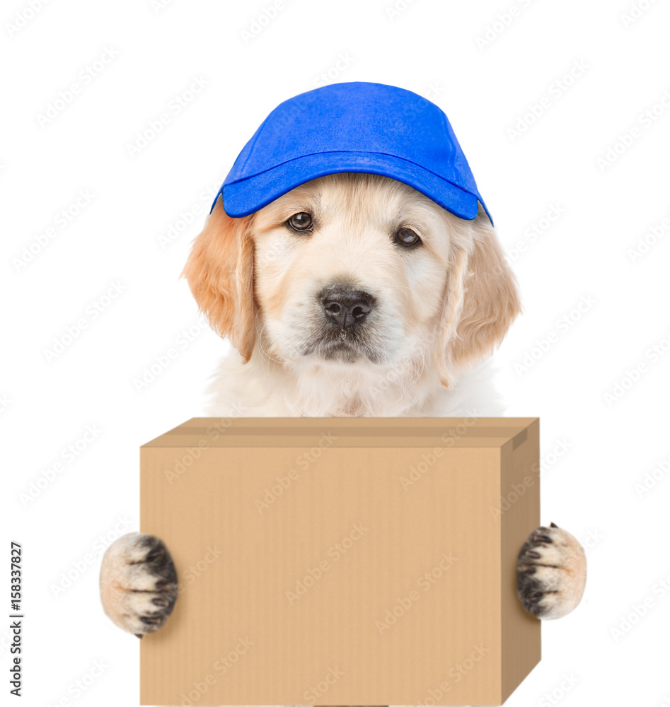 Poster golden retriever puppy in hat laborer delivering a big package. isolated on white background