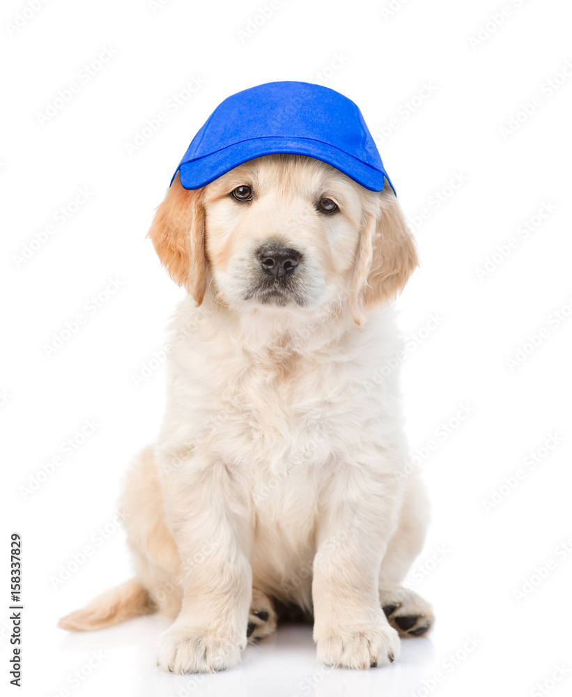 Poster golden retriever puppy in hat laborer looking at camera. isolated on white background