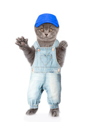 Cat in jeans overalls and hat. isolated on white background