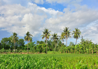 Obraz premium Coconut tree in field garden with blue sky background.