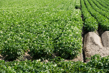 Kartoffelfeld in Blüte