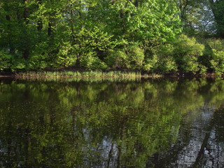 Quiet pond in the park. Early summer.