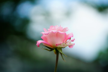 분홍 장미(pink rose)