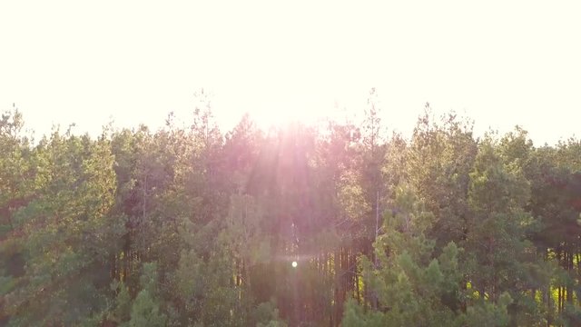 Everning in the wood. Sun's rays pass through the trees