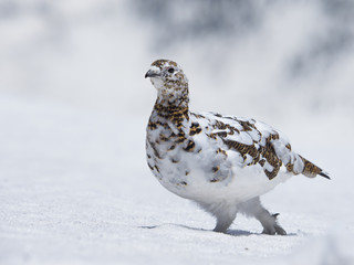 春のライチョウ雌(Rock Ptarmigan)