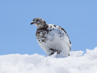 春のライチョウ雌(Rock Ptarmigan)
