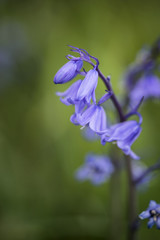 Stunning macro close up flower portrait of Hyacinthoides Hispanica bluebells in natural forest landscape