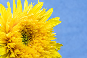 Sunflower, flower, close-up.