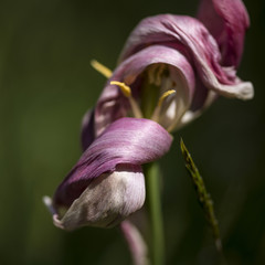Beautiful shallow depth of field macro image of decaying wilted tulip flower at the end of Spring