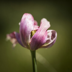 Beautiful shallow depth of field macro image of decaying wilted tulip flower at the end of Spring