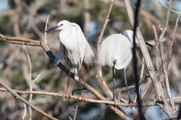 Little Egret