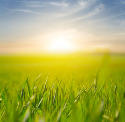 Fototapeta na wymiar green rural field in a rays of evening sun