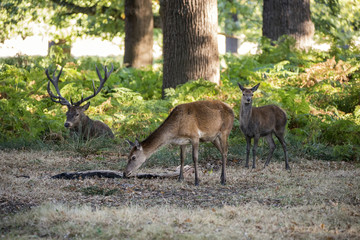 Beautiful Family group herd of red deer stag cervus elaphus during rut season in forest landscape during Autumn Fall
