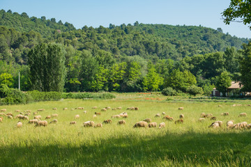 Fototapeta premium Troupeau de moutons à la ferme de Provence. France.