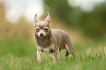 Chihuahua Dog Outdoors