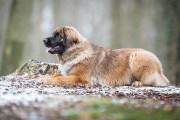 Leonberger dog