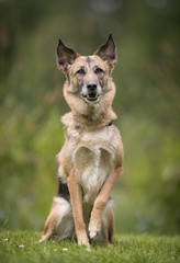 Dog on grass