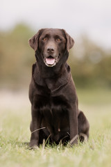 Brown labrador retriever dog
