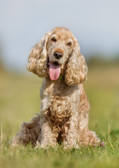 Cocker spaniel dog