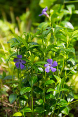 Blue periwinkle (vinca minor)
