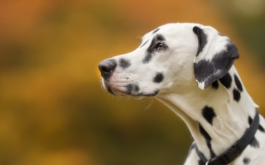 Dalmatian dog in autumn